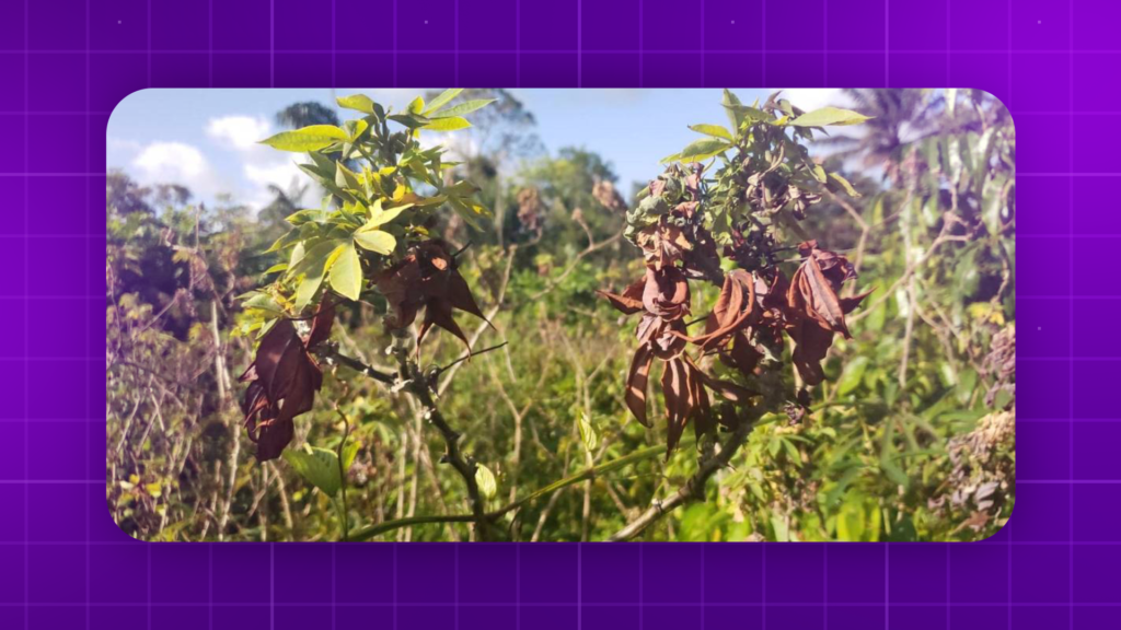 Feira do Produtor Rural da UnB promoverá o empreendedorismo feminino com incentivos e oportunidades